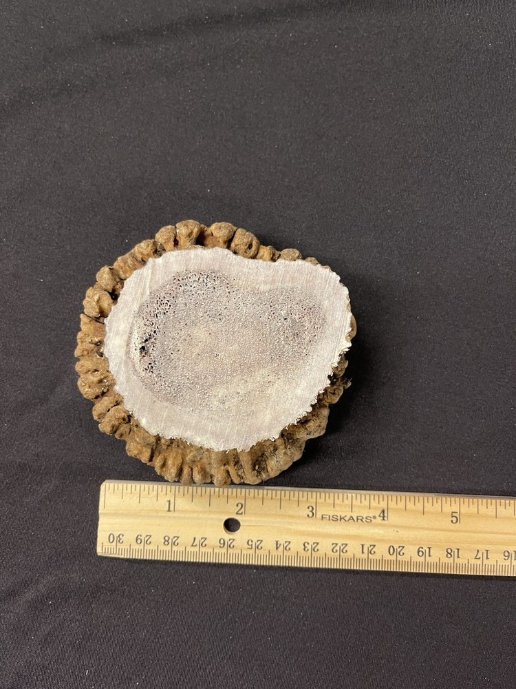 REAL NICE MEDIUM/LARGE ELK BURR/ROSETTE/CROWN