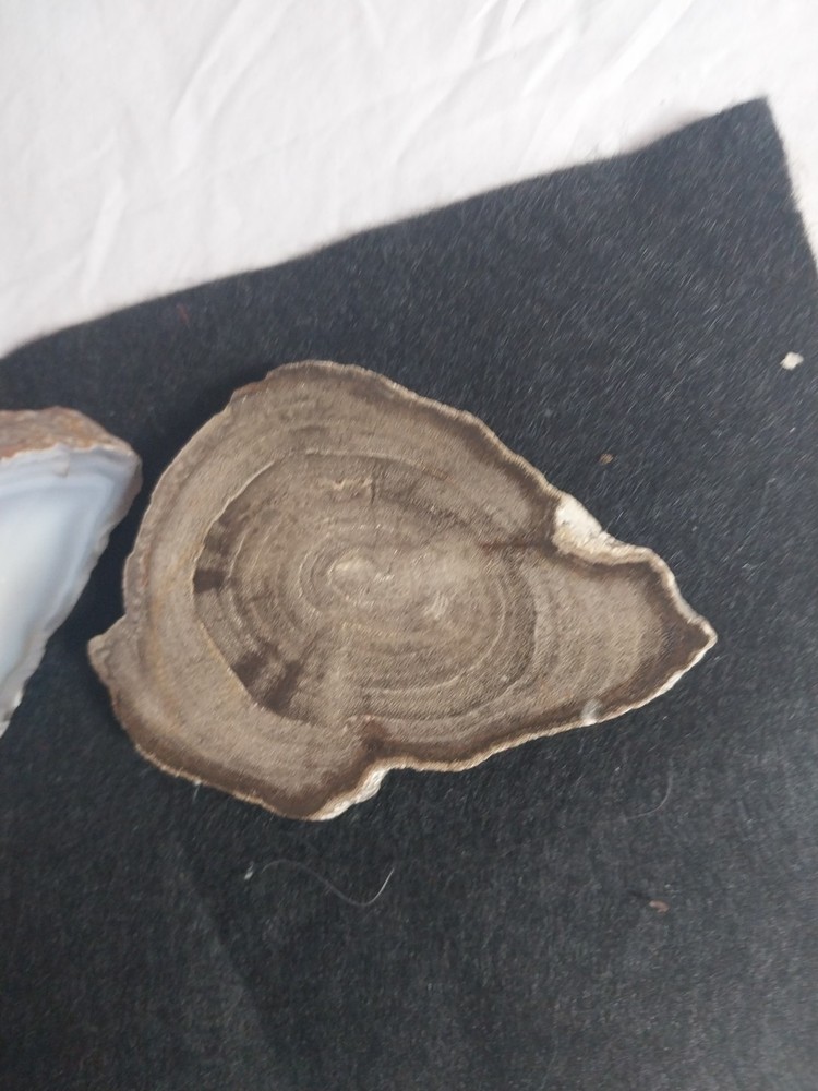Petrified Wood, Half Geode Polished