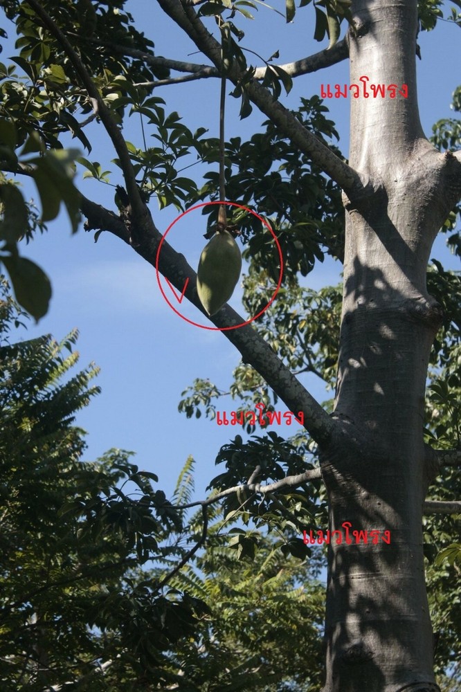 Baobab Digitata Baobab fresh 100 seeds