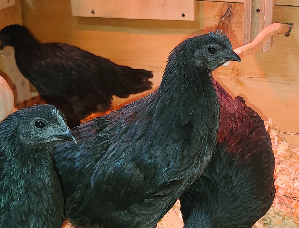 Ayam Cemani Hatching Eggs - ( 12 )