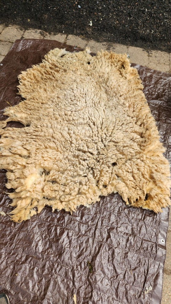 Raw Fleece Tunis