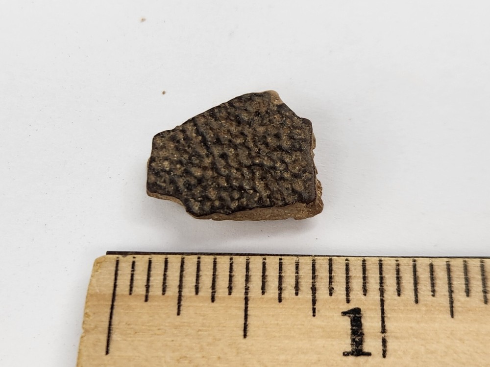 Cretaceous Turtle Shell Fossil - Testudines - Judith River Fm. - Hill Co., MT