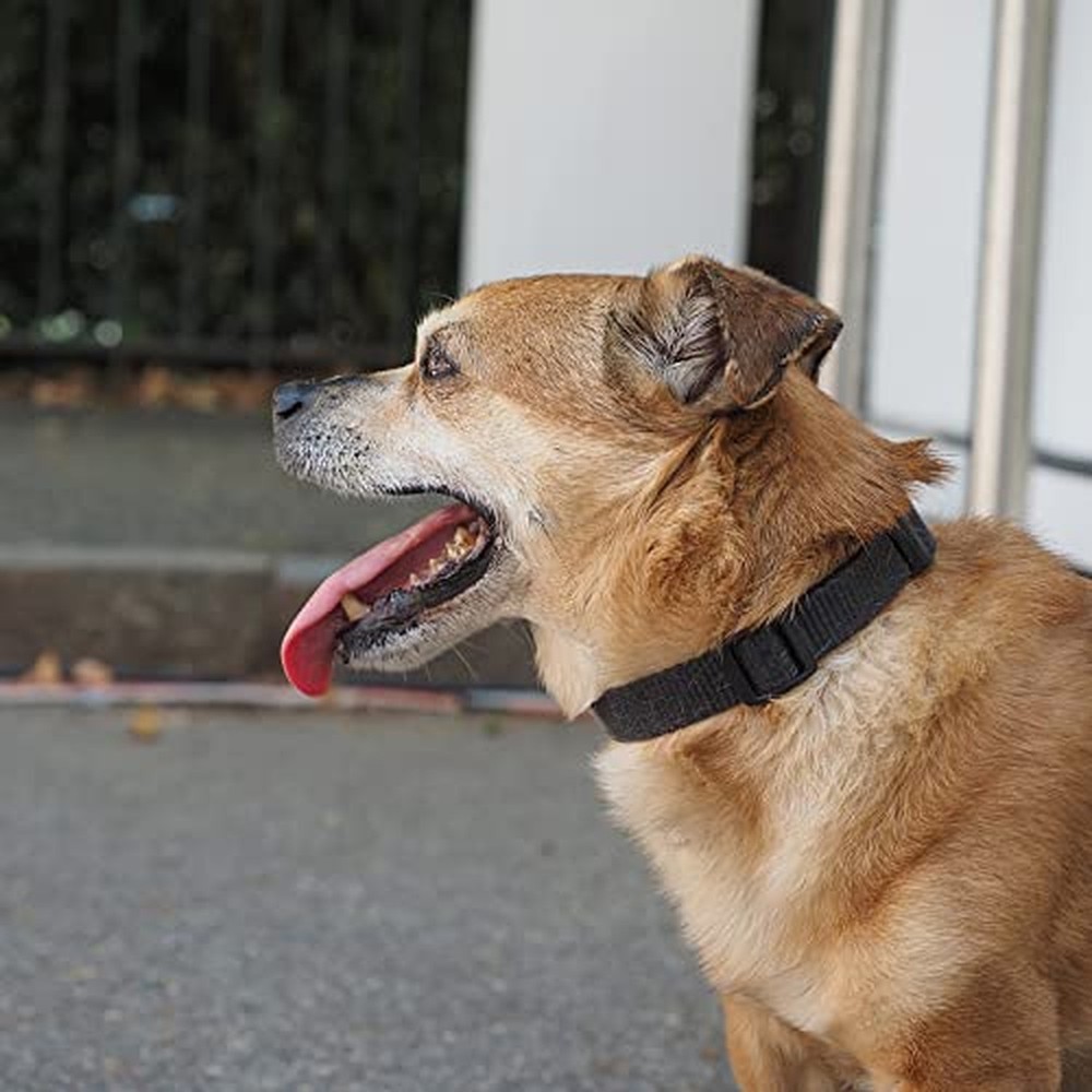 Dog Collar Black Basic Adjustable Dog Collars with Breathable Quick Release N...