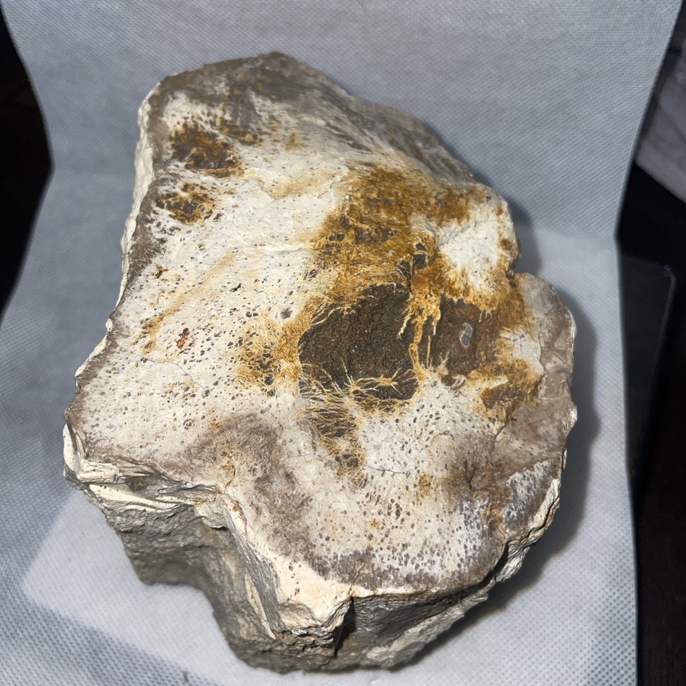 Petrified Wood. 4.705 Lbs