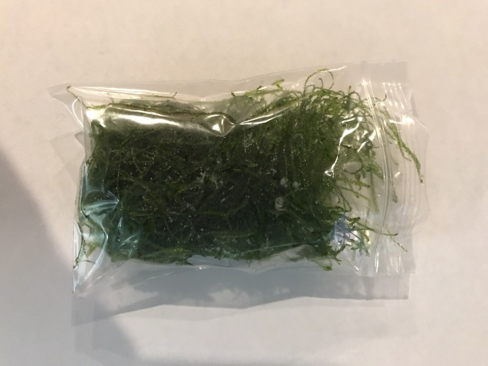 Java Moss - Super Easy Low Light Aquarium Live Plant, Premium Quality