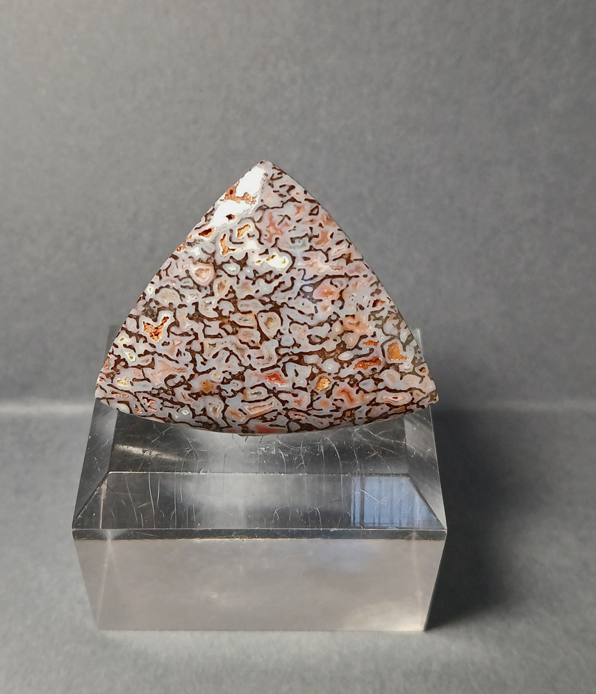Dinosaur Bone Cabochon - Amazing Colors!