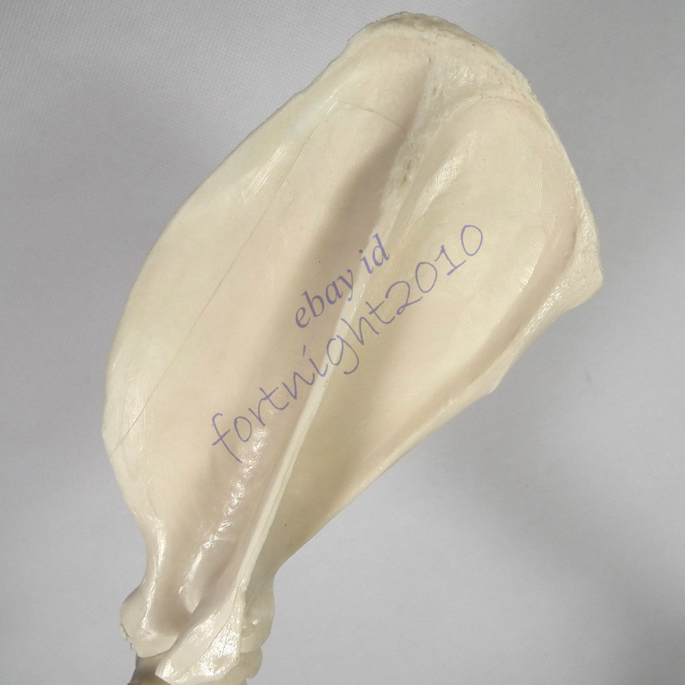 RS canine dog shoulder joint model veterinary anatomy display study teaching