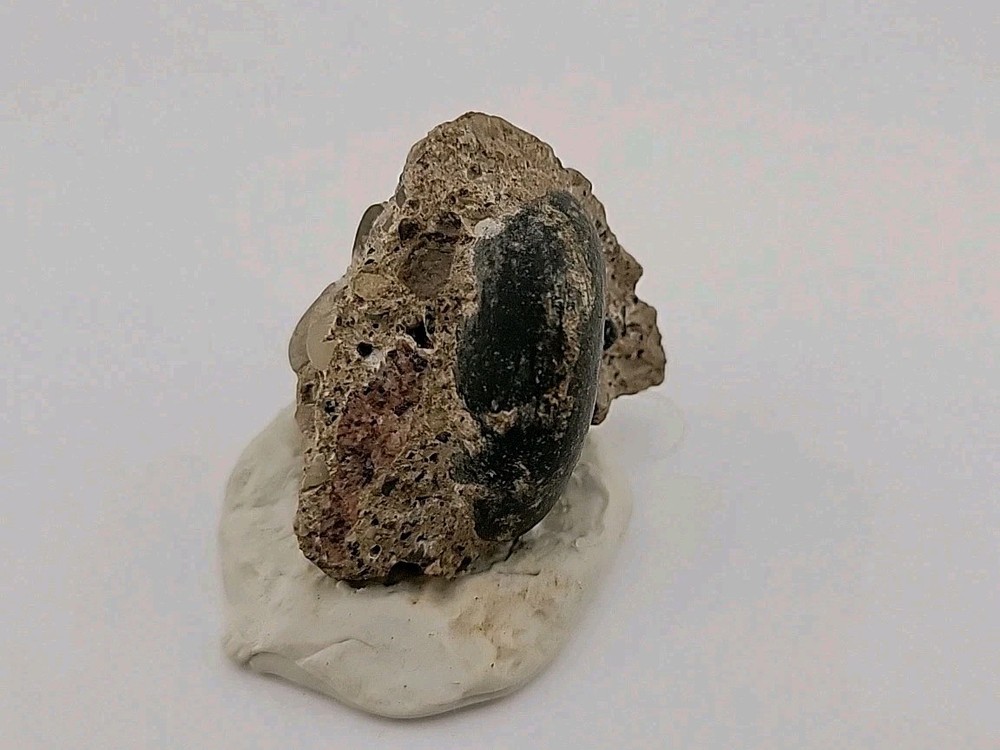 Real Permineralized Reptile Egg Fossil