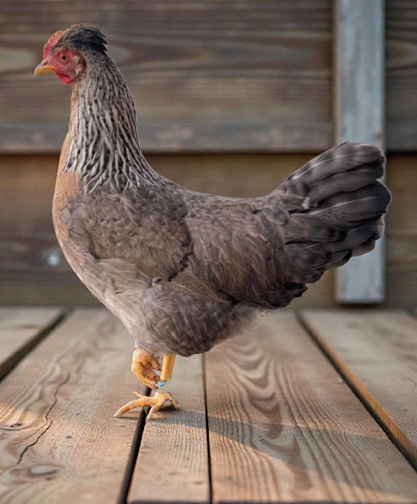 Cream Legbar Fertile Hatching Eggs 12+ Eggs