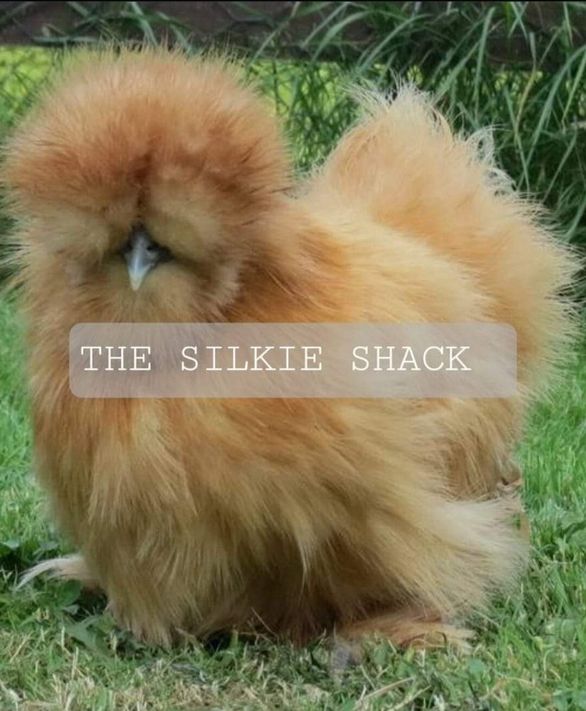 Silkie Chicken Hatching Eggs NPIP Certified