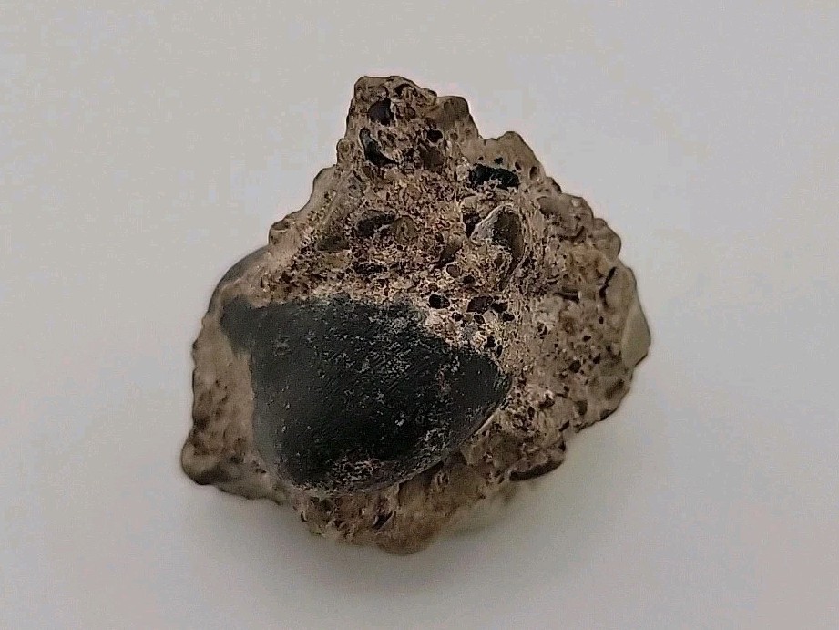 Real Permineralized Reptile Egg Fossil