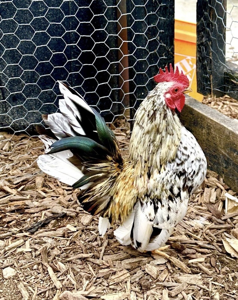 Serama Chicken Hatching Eggs 6+