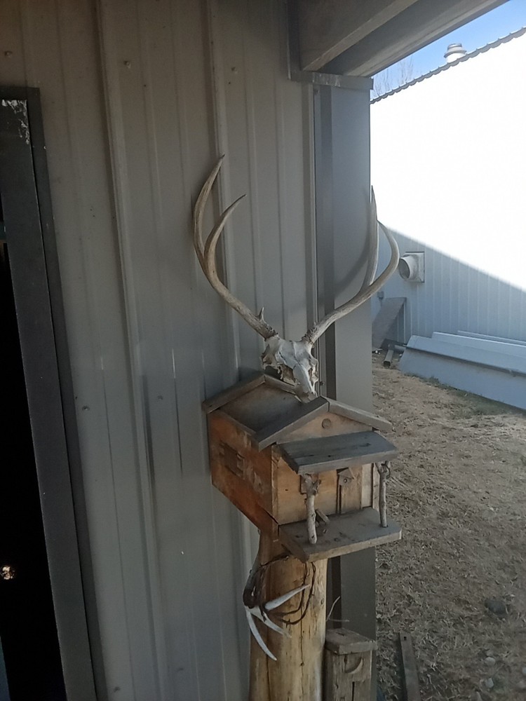 Nebraska Mule Deer European Mount 150+