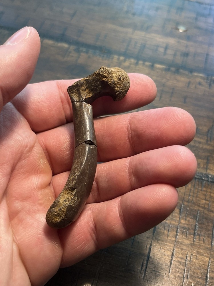 Turtle Humerus Dinosaur Age Fossil Hell Creek Form SD
