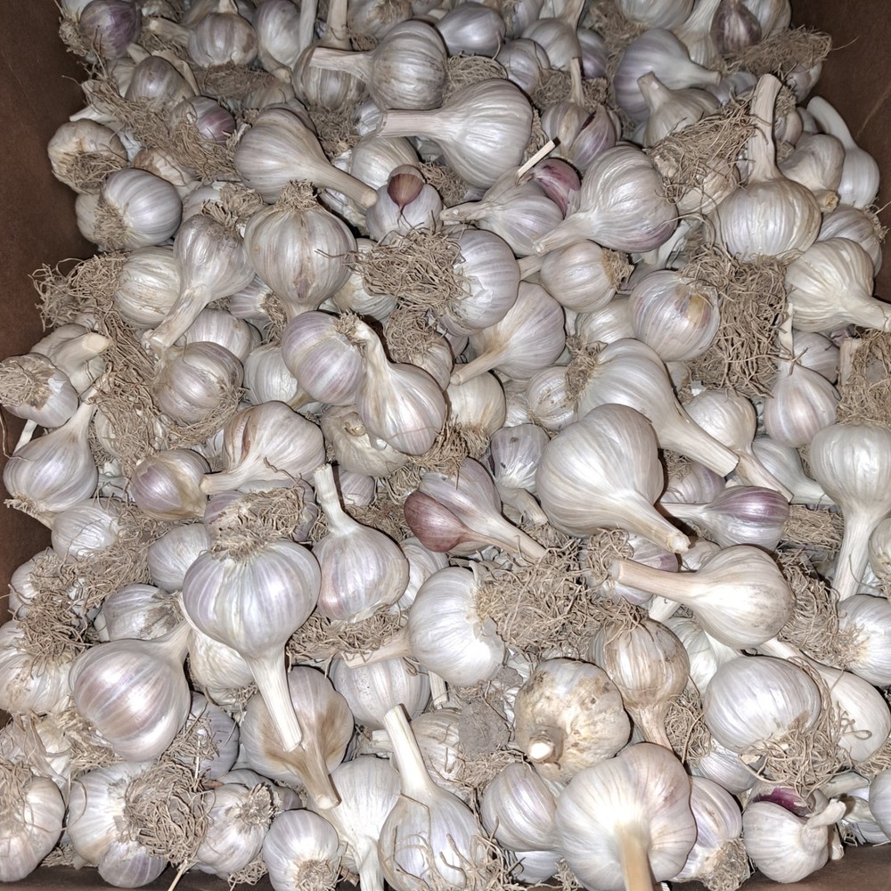 Aglio Rosso Creole Garlic Culinary/seed quality. available)