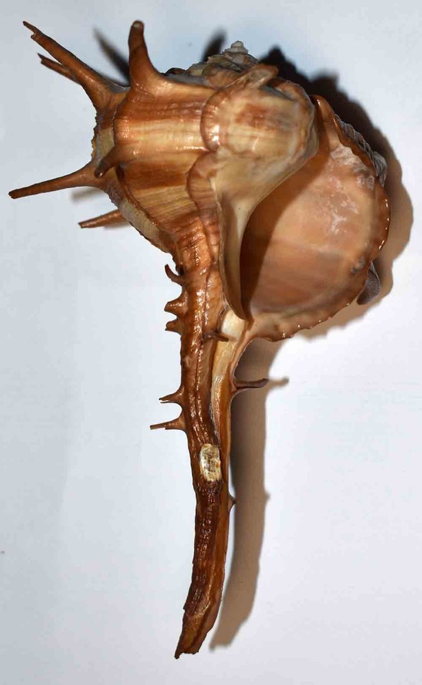 SHELLS - MURICIDAE - DARK CORNUTUS BOLINUS - 138.20mm