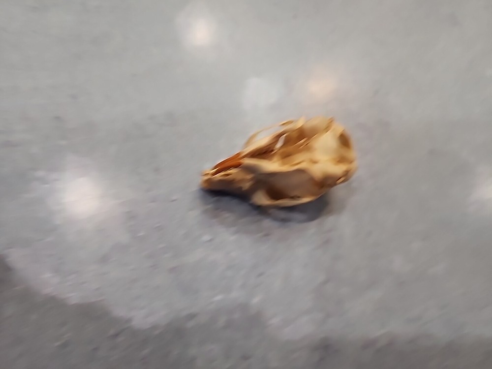 NK100 Javan Squirrel Skull Taxidermy