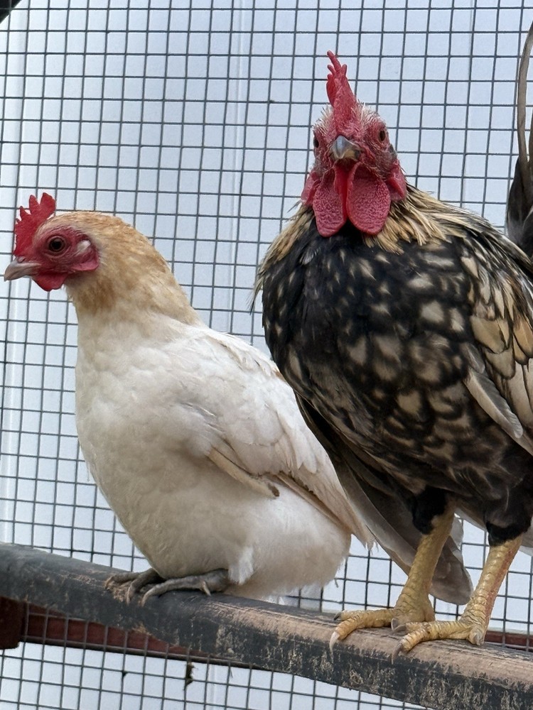 6++ Serama Chicken Hatching Eggs