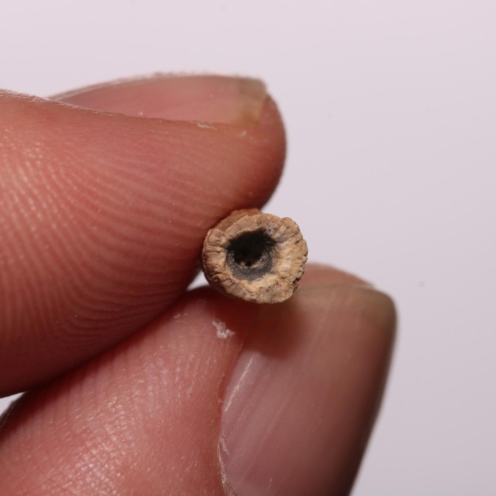Dinosaur Age Crocodile Tooth NICE QUALITY from Hell Creek Formation Cretaceous