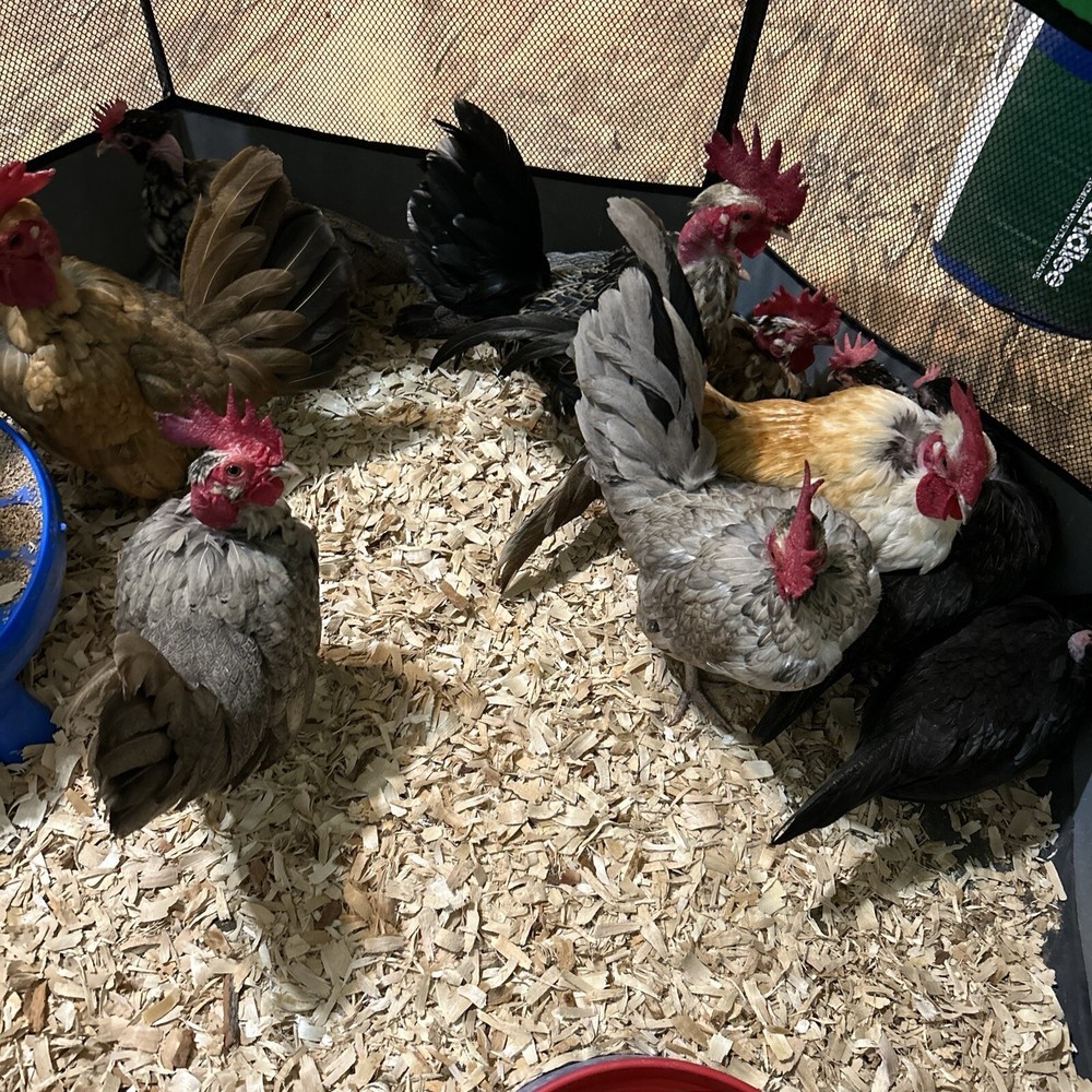 20+ 2 Micro Kikiriki Serama Hatching Eggs 4H Projects Teacup chickens