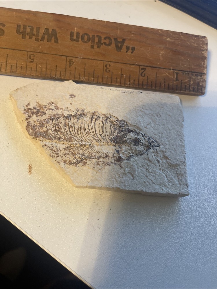 A Grade Fossil Fish 3 x 4 1/2"