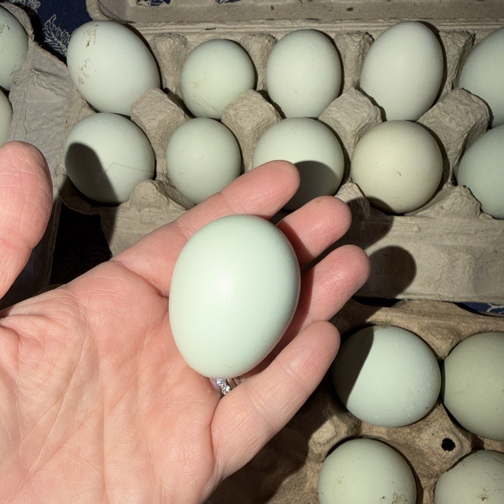 12 Purebred Ameraucana HATCHING EGGS Blue Egg Layer