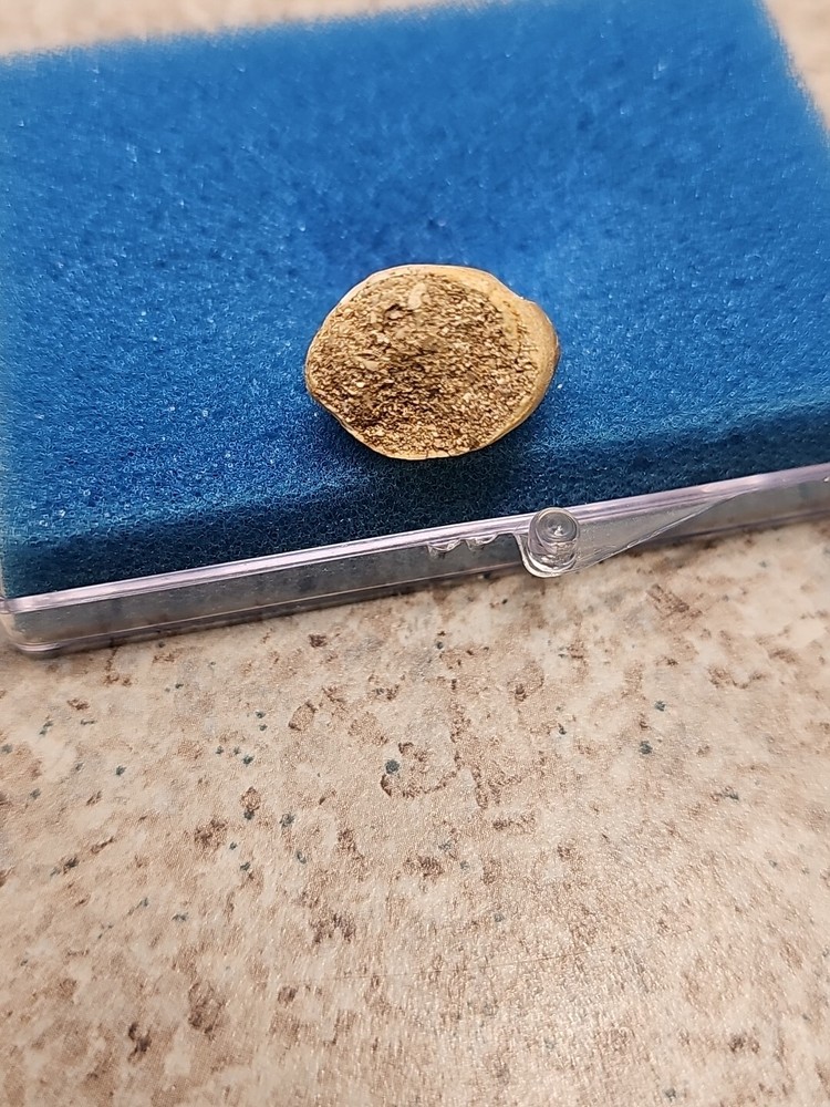 Boxed Fossil Mosasaur Tooth