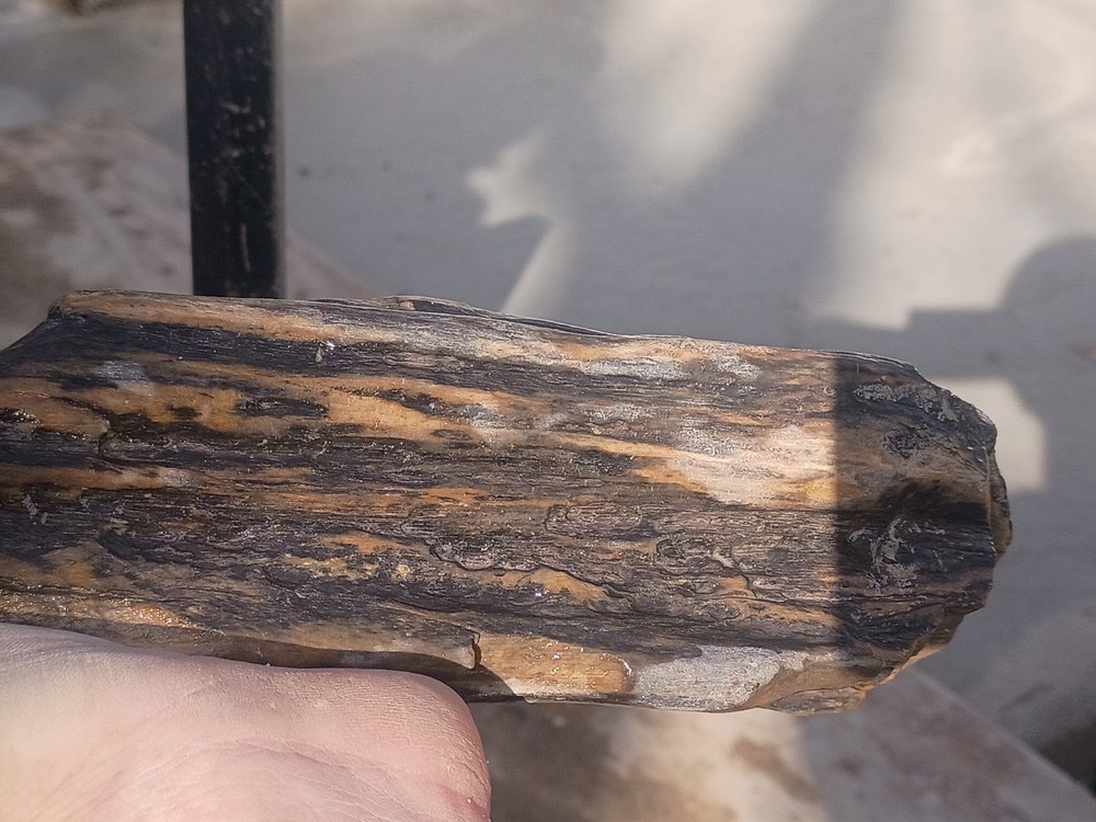 Petrafied Wood