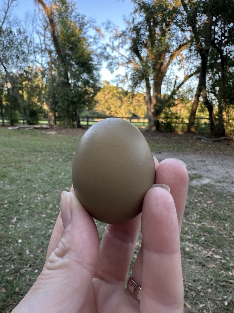 Olive Egger Hatching Eggs NPIP Certified, AI - 12 Hatching Eggs