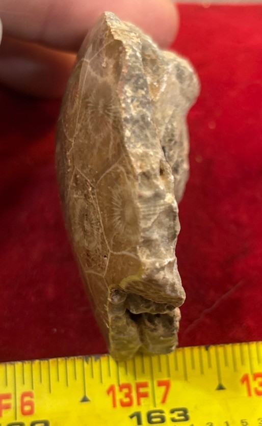 Petrified Coral End Polished