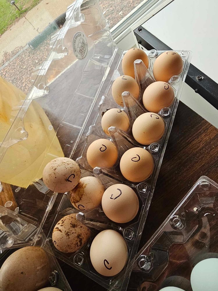 ONE DOZEN Bantam Cochin Hatching Eggs – FLUFFY SHOW LINES