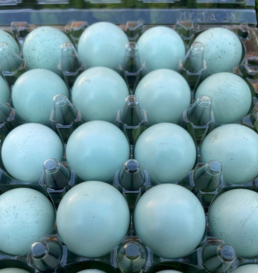 12+ Celadon Blue Coturnix Quail Hatching Eggs - 100% True Blue