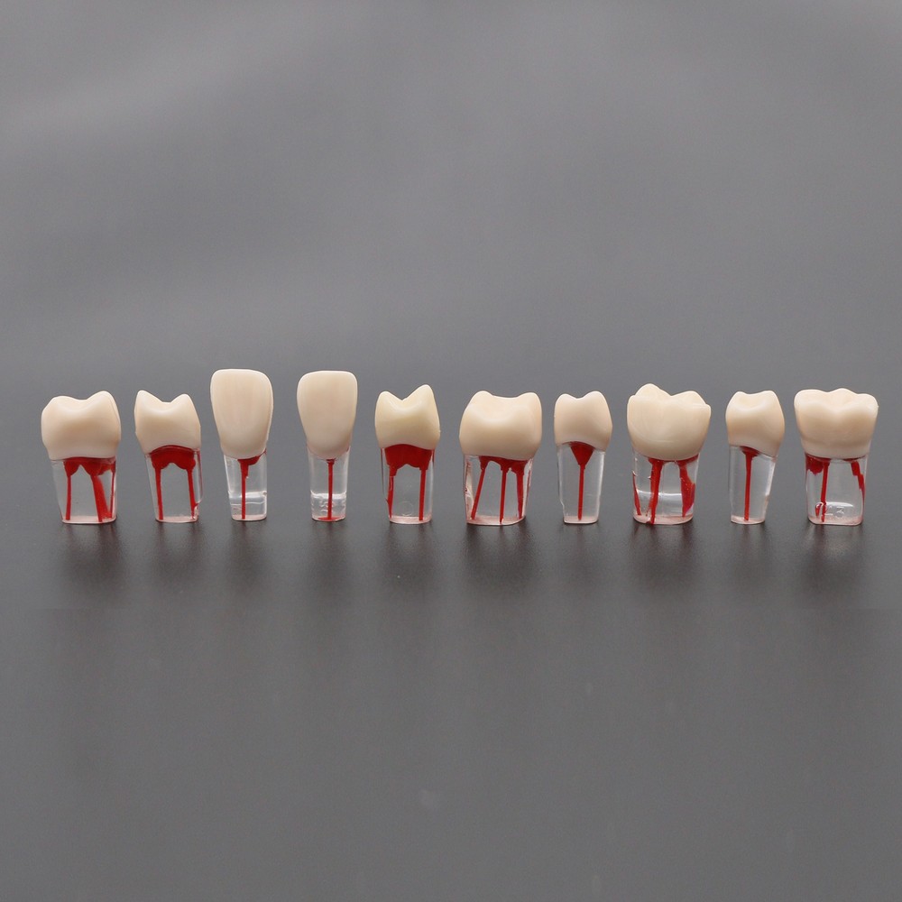 Dental Root Canal RCT Block Pulp Cavity Practice Model for Endo File Study Teeth