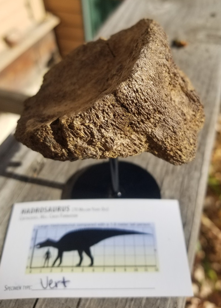 Nice Hadrosaurus Vert Section Fossil Specimen Cretaceous Hell Crk MT Recent Dig