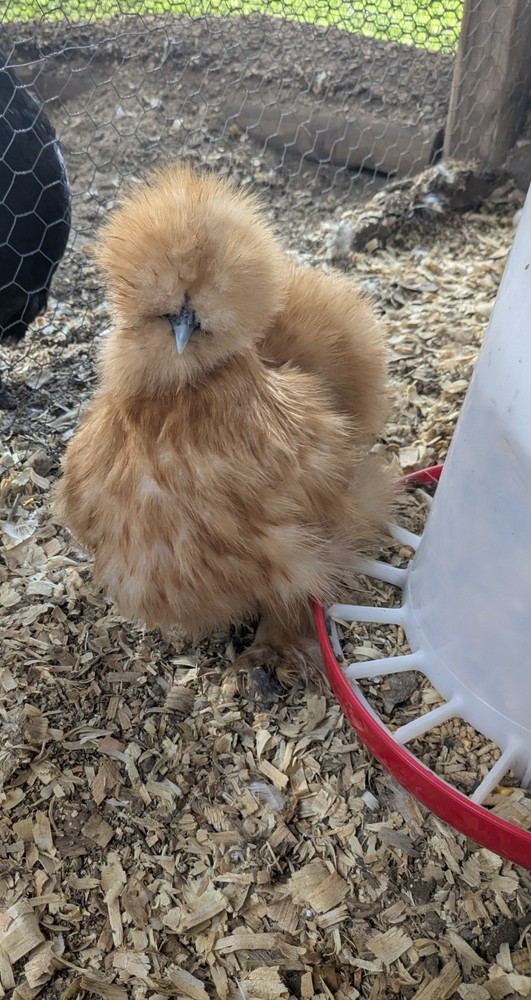 12 Quality Buff & Paint Eggs NPIP