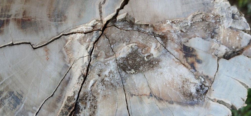 Petrified wood Log