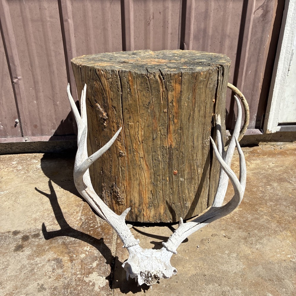 Mule Deer Skull Plate
