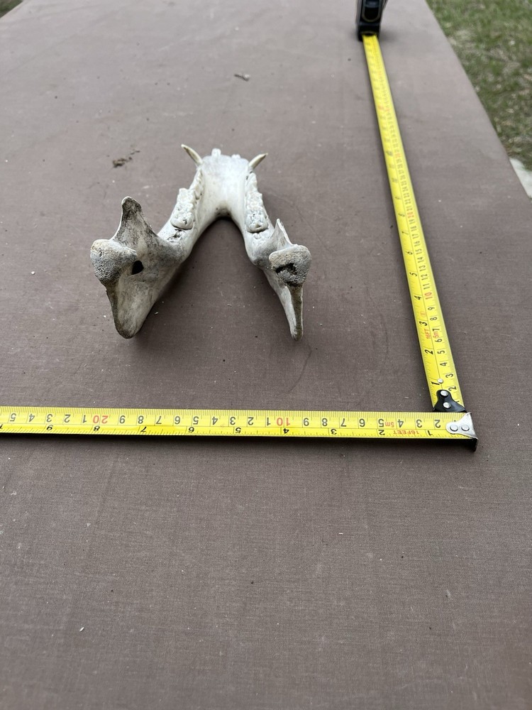 Real Lower pig hog Jaw Bone With Teeth