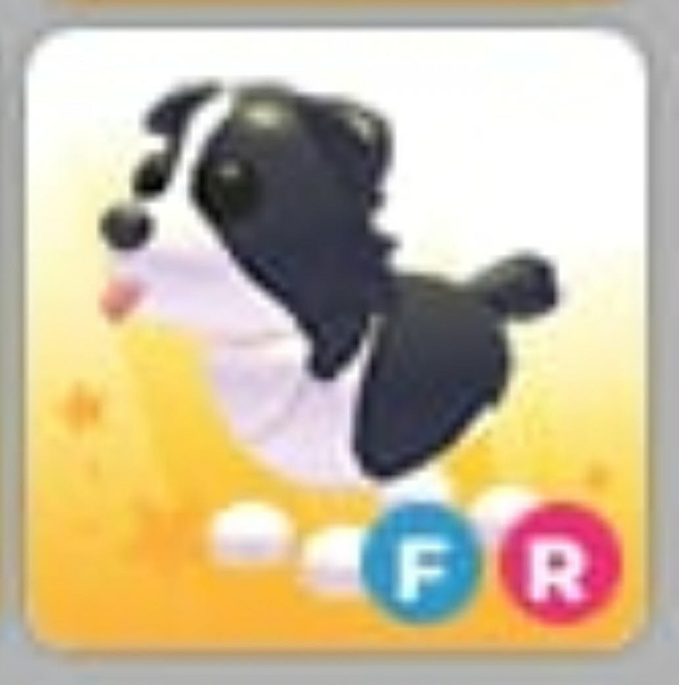 Border Collie | Adopt Now