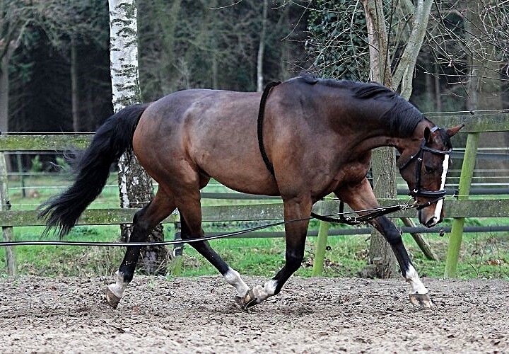 Soft Cotton Lunging Aid Without Breech Strap