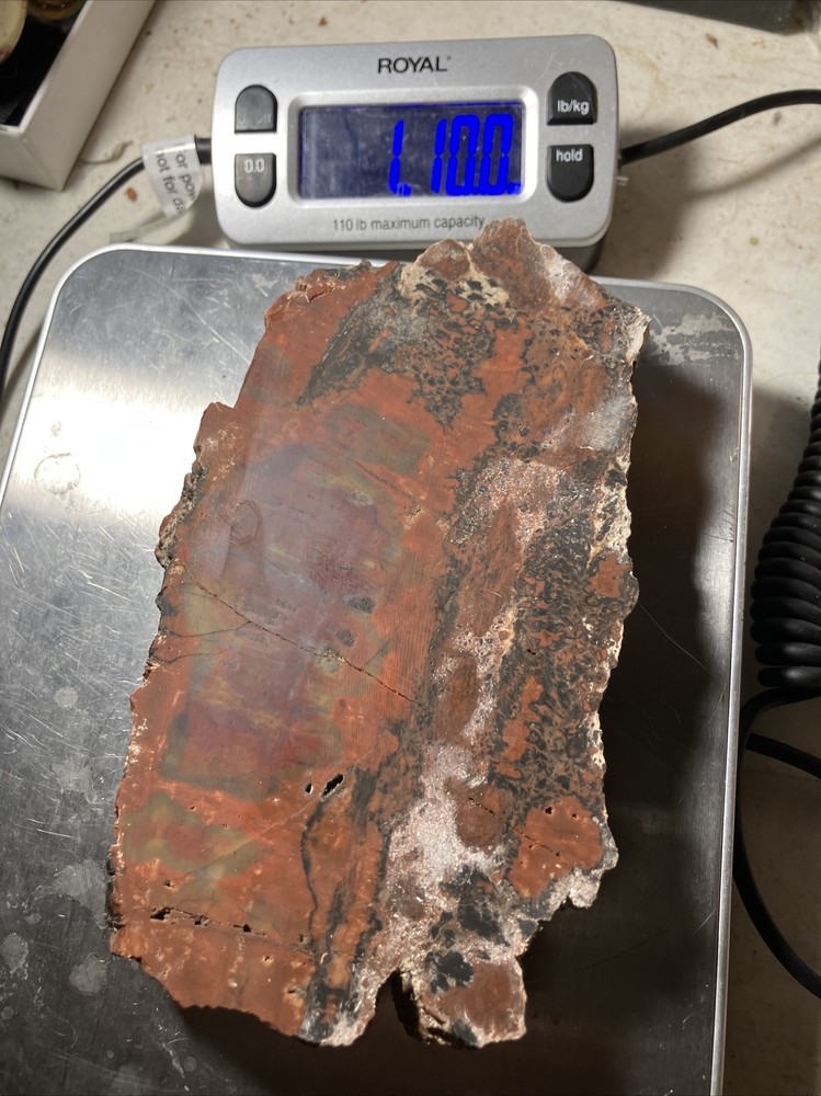 Arizona Petrified Wood
