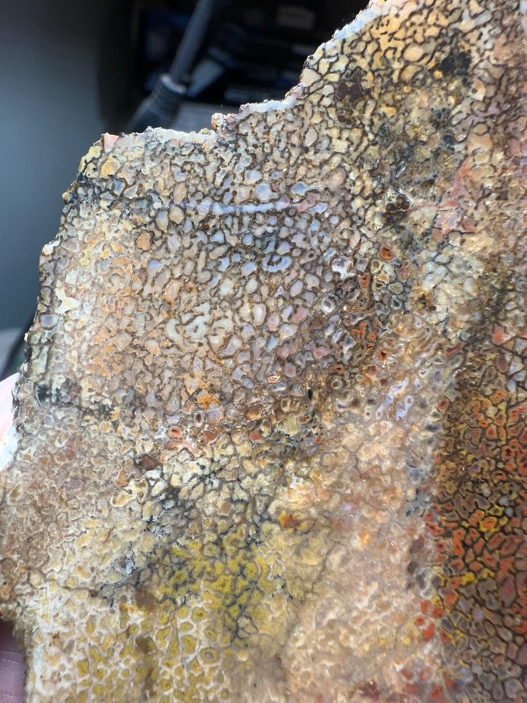 Dinosaur bone rough **hxtled end cut.