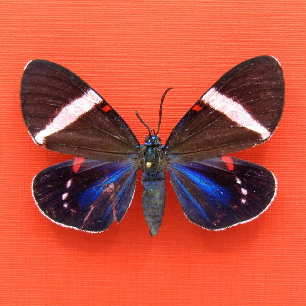 Real mounted blue moth - Hypocrita drucei - A2