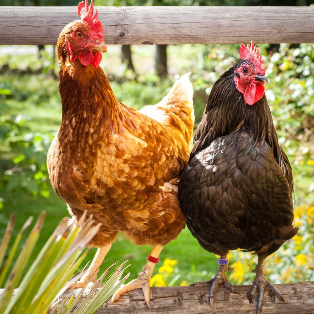 100 Pack Chicken Leg Bands Numbered Chicken Tags for Poultry Chickens Ducks