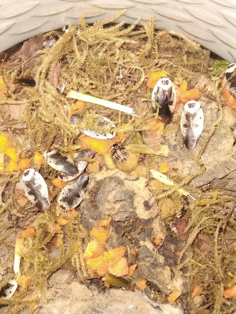 30+ Chrome Roach Nymphs (Gyna caffrorum)