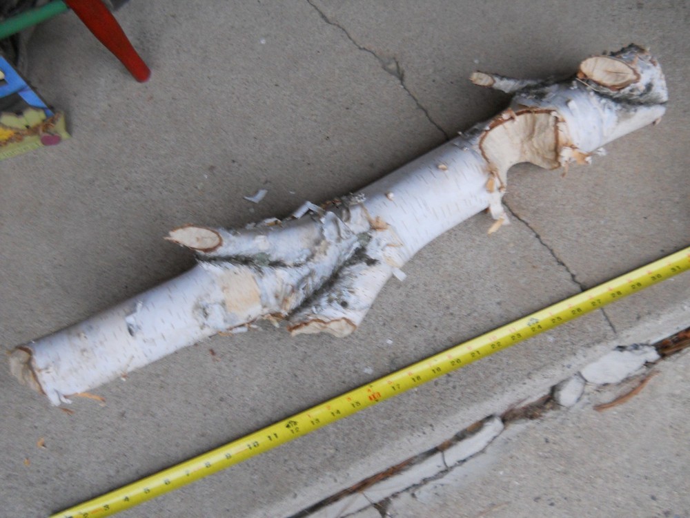 Beaver Chewed White Birch 32" x 4 Inches
