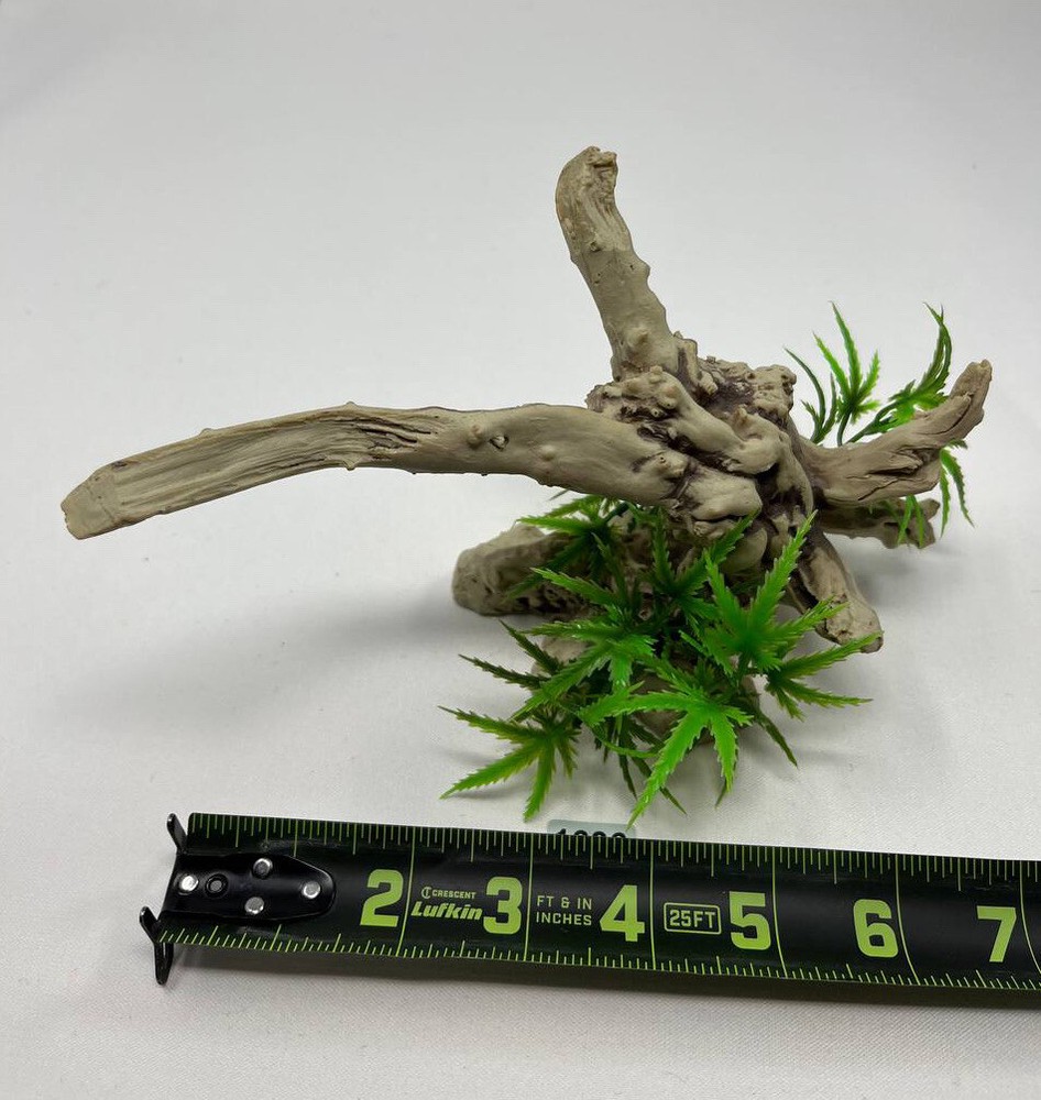 Green Fern on Driftwood