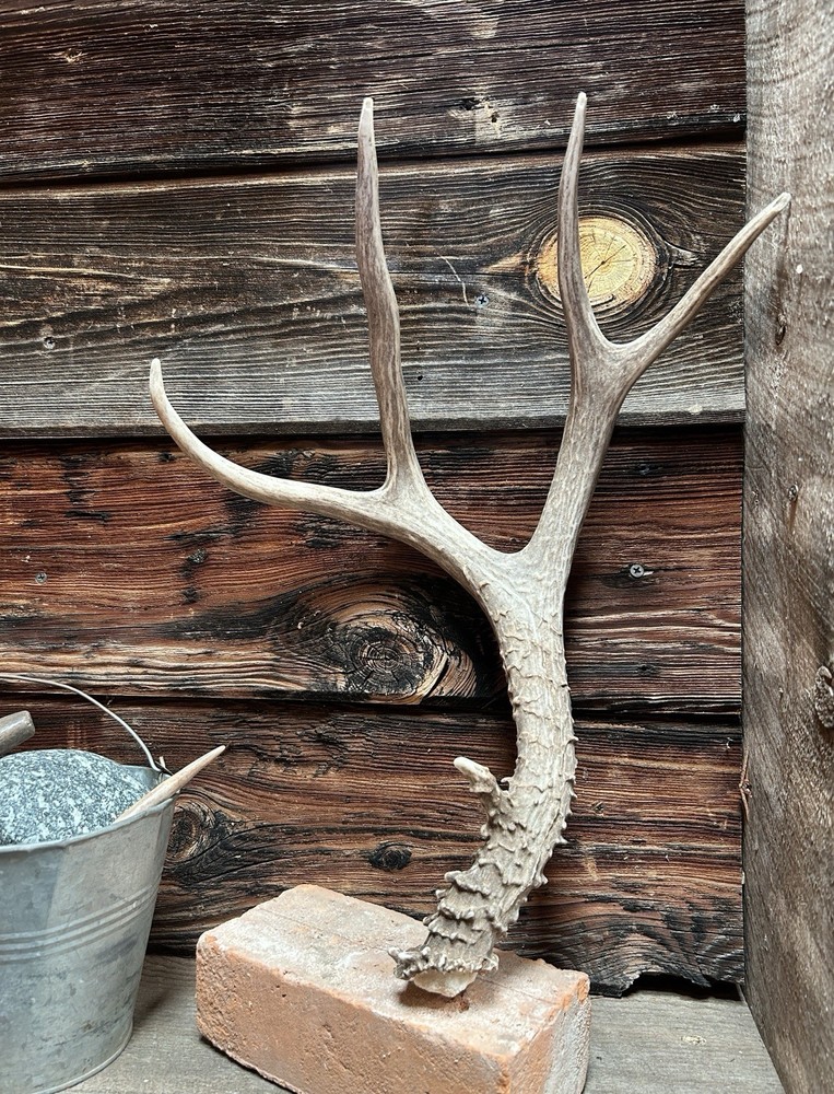 Mule Deer Shed ~ Deer Antlers