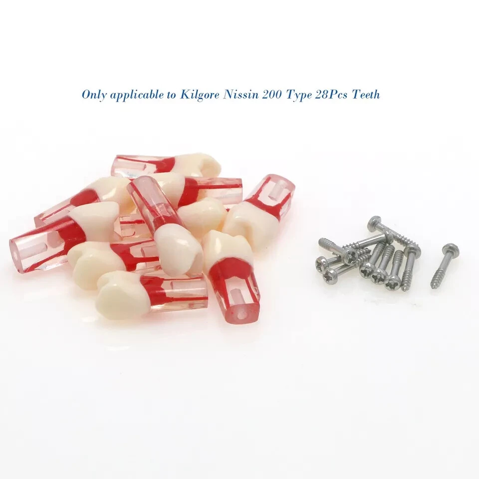 Dental RCT Endo Root Canal Practise Study Teeth Model M8006-24 Modelo de dientes