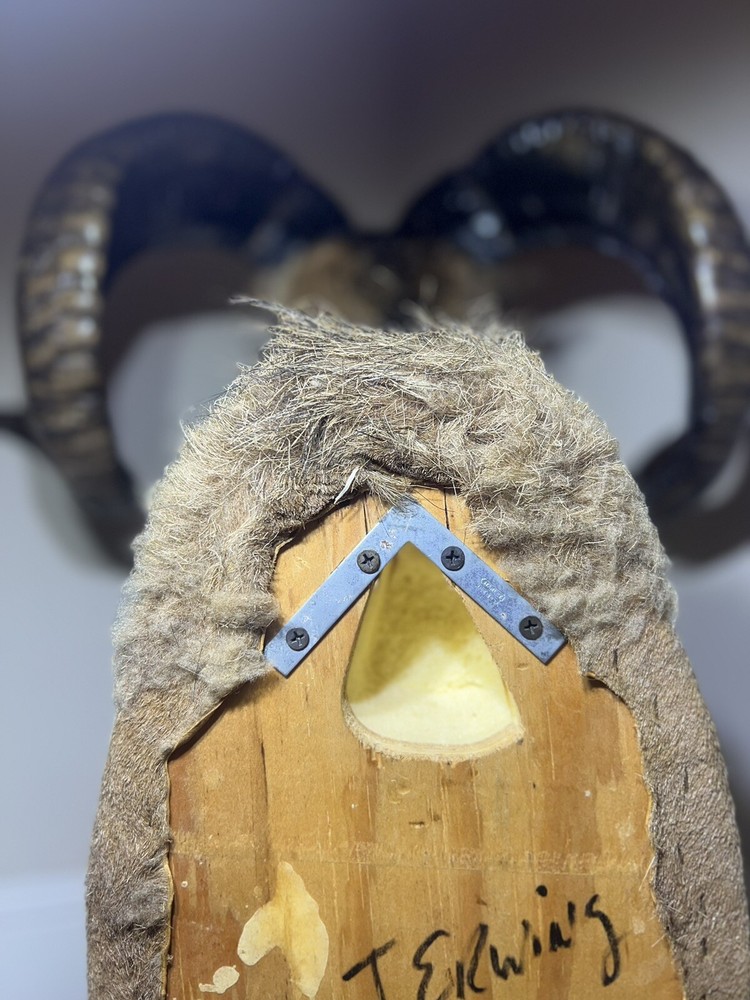 Ram Mount & leg Taxidermy